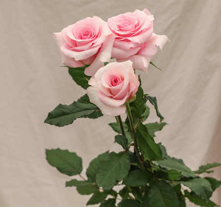 ROSE CHRISTA 50
